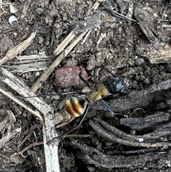 Polyrhachis ammon at Pretty Beach, NSW - 18 Feb 2025 12:01 PM