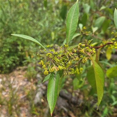 Dodonaea triquetra (Large-leaf Hop-Bush) at Hyams Beach, NSW - 23 Feb 2025 by MatthewFrawley