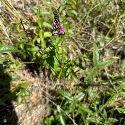 Cullen microcephalum (Dusky Scurf-pea) at Cotter River, ACT - 22 Feb 2025 by KMcCue