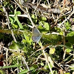 Zizina otis (Common Grass-Blue) at Cotter River, ACT - 22 Feb 2025 by KMcCue