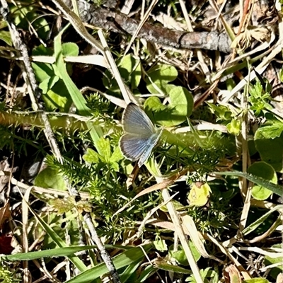 Zizina otis (Common Grass-Blue) at Cotter River, ACT - 22 Feb 2025 by KMcCue