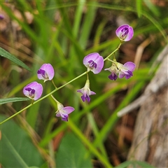 Glycine clandestina (Twining Glycine) at Hyams Beach, NSW - 23 Feb 2025 by MatthewFrawley