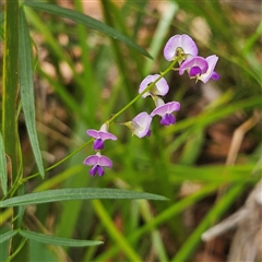 Glycine clandestina at Hyams Beach, NSW - 23 Feb 2025 12:32 PM