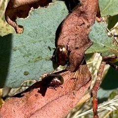 Chaetocnema sp. (a flea beetle) at Cotter River, ACT - 22 Feb 2025 by KMcCue