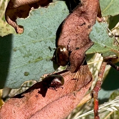 Chaetocnema sp. (a flea beetle) at Cotter River, ACT - 22 Feb 2025 by KMcCue