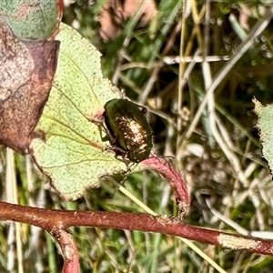 Chaetocnema sp. at Cotter River, ACT - 22 Feb 2025 10:18 AM