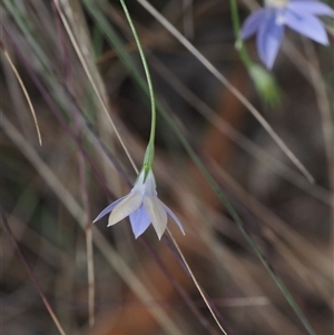 Wahlenbergia luteola at Watson, ACT - 19 Feb 2025 02:14 PM