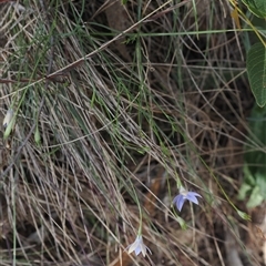 Wahlenbergia luteola at Watson, ACT - 19 Feb 2025 02:14 PM