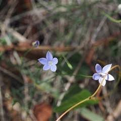 Wahlenbergia luteola at Watson, ACT - 19 Feb 2025 02:14 PM