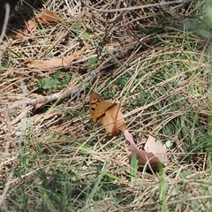 Heteronympha penelope (Shouldered Brown) at Watson, ACT - 19 Feb 2025 by RAllen