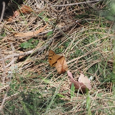 Heteronympha penelope (Shouldered Brown) at Watson, ACT - 19 Feb 2025 by RAllen