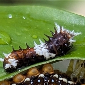 Papilio aegeus at Kambah, ACT - suppressed