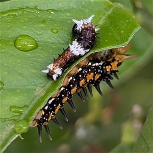 Papilio aegeus at Kambah, ACT - suppressed