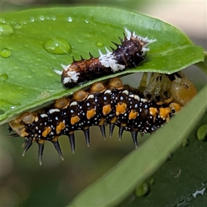 Papilio aegeus at Kambah, ACT - suppressed