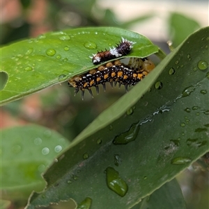 Papilio aegeus at Kambah, ACT - suppressed