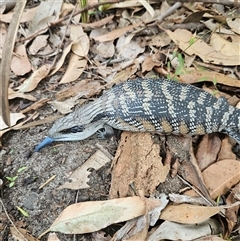 Tiliqua scincoides scincoides at Hyams Beach, NSW - 23 Feb 2025 by MatthewFrawley