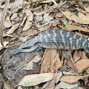 Tiliqua scincoides scincoides at Hyams Beach, NSW - 23 Feb 2025 by MatthewFrawley