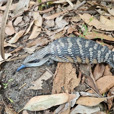 Tiliqua scincoides scincoides at Hyams Beach, NSW - 23 Feb 2025 by MatthewFrawley