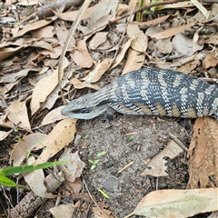 Tiliqua scincoides scincoides at Hyams Beach, NSW - 23 Feb 2025 02:32 PM