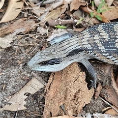 Tiliqua scincoides scincoides at Hyams Beach, NSW - 23 Feb 2025 02:32 PM