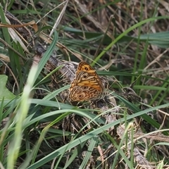 Geitoneura acantha (Ringed Xenica) at Watson, ACT - 19 Feb 2025 by RAllen