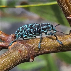 Chrysolopus spectabilis (Botany Bay Weevil) at Hyams Beach, NSW - 23 Feb 2025 by MatthewFrawley