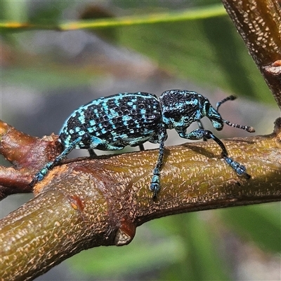 Chrysolopus spectabilis (Botany Bay Weevil) at Hyams Beach, NSW - 23 Feb 2025 by MatthewFrawley