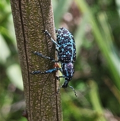 Chrysolopus spectabilis at Hyams Beach, NSW - 23 Feb 2025 01:26 PM