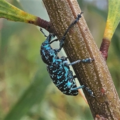 Chrysolopus spectabilis at Hyams Beach, NSW - 23 Feb 2025 01:26 PM