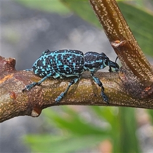 Chrysolopus spectabilis at Hyams Beach, NSW - 23 Feb 2025 01:26 PM