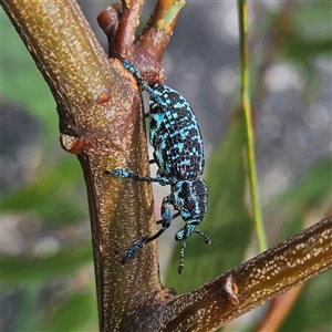 Chrysolopus spectabilis at Hyams Beach, NSW - 23 Feb 2025 01:26 PM