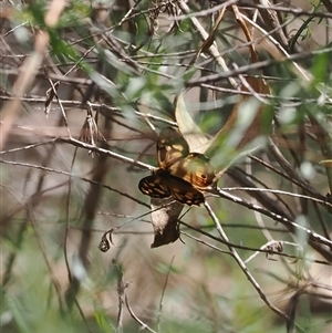 Heteronympha paradelpha at Watson, ACT - 19 Feb 2025 02:43 PM