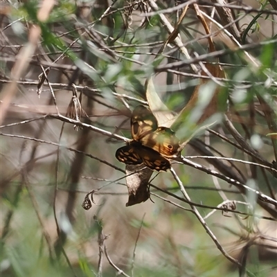 Heteronympha paradelpha (Spotted Brown) at Watson, ACT - 19 Feb 2025 by RAllen