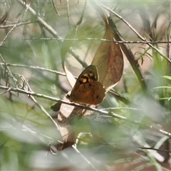 Heteronympha paradelpha at Watson, ACT - 19 Feb 2025 02:43 PM