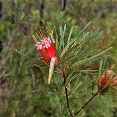 Lambertia formosa (Mountain Devil) at Tianjara, NSW - 23 Feb 2025 by MatthewFrawley