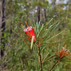 Lambertia formosa at Tianjara, NSW - 23 Feb 2025 03:26 PM