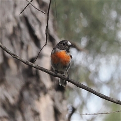 Petroica boodang (Scarlet Robin) at Watson, ACT - 19 Feb 2025 by RAllen