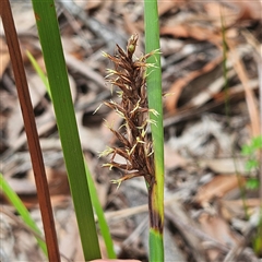 Lepidosperma sieberi (Sandhill Sword-sedge) at Hyams Beach, NSW - 23 Feb 2025 by MatthewFrawley