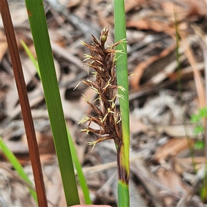 Lepidosperma sieberi at Hyams Beach, NSW - 23 Feb 2025 by MatthewFrawley