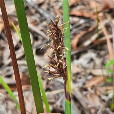 Lepidosperma sieberi (Sandhill Sword-sedge) at Hyams Beach, NSW - 23 Feb 2025 by MatthewFrawley