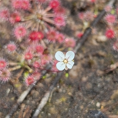 Drosera pygmaea (Tiny Sundew) at Hyams Beach, NSW - 23 Feb 2025 by MatthewFrawley