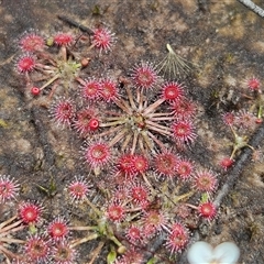 Drosera pygmaea at Hyams Beach, NSW - 23 Feb 2025 01:19 PM