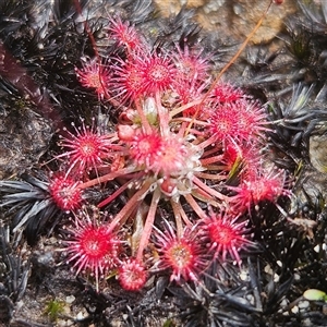 Drosera pygmaea at Hyams Beach, NSW - 23 Feb 2025 01:19 PM
