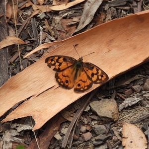 Heteronympha penelope (Shouldered Brown) at Mount Clear, ACT - 23 Feb 2025 by DavidDedenczuk