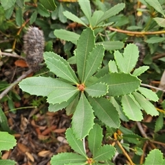 Banksia paludosa at Tianjara, NSW - 23 Feb 2025 03:34 PM