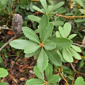 Banksia paludosa at Tianjara, NSW - 23 Feb 2025 03:34 PM