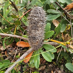Banksia paludosa at Tianjara, NSW - 23 Feb 2025 03:34 PM