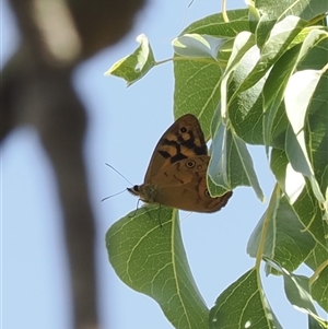 Heteronympha paradelpha at Watson, ACT - 19 Feb 2025 03:16 PM