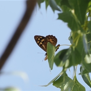 Heteronympha paradelpha at Watson, ACT - 19 Feb 2025 03:16 PM