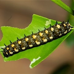 Papilio anactus (Dainty Swallowtail) at Higgins, ACT - Today by AlisonMilton